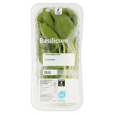 basilicum  